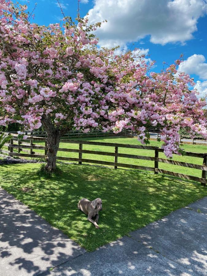 Unique Equestrian Lifestyle Bed & Breakfast Tamahere Dış mekan fotoğraf