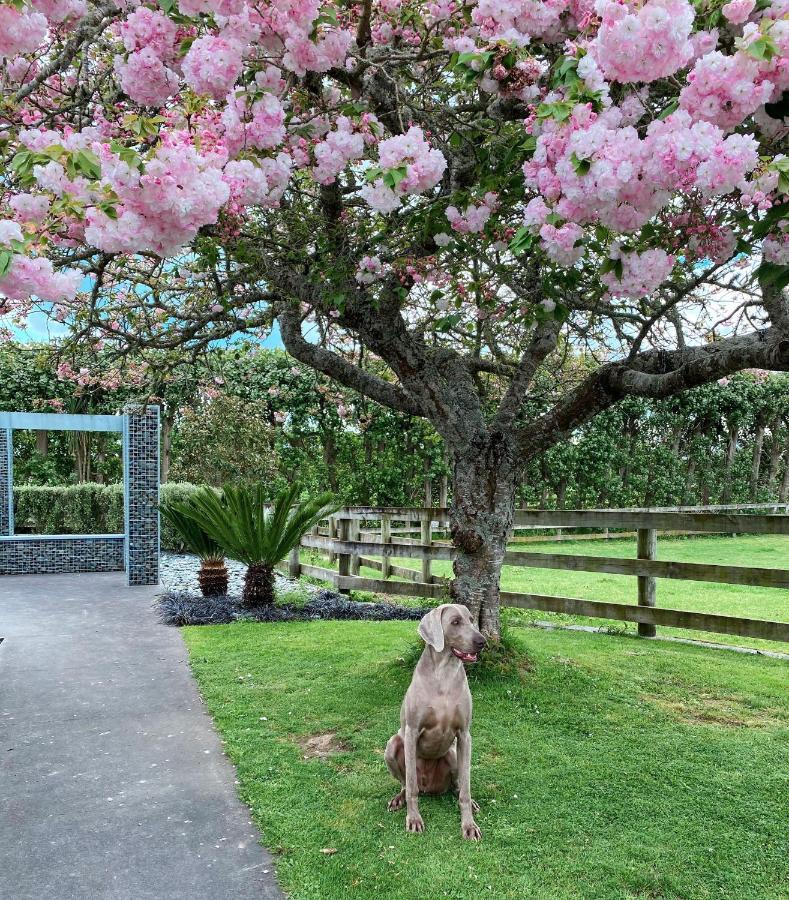 Unique Equestrian Lifestyle Bed & Breakfast Tamahere Dış mekan fotoğraf